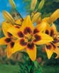 Lilium GRAND CRU